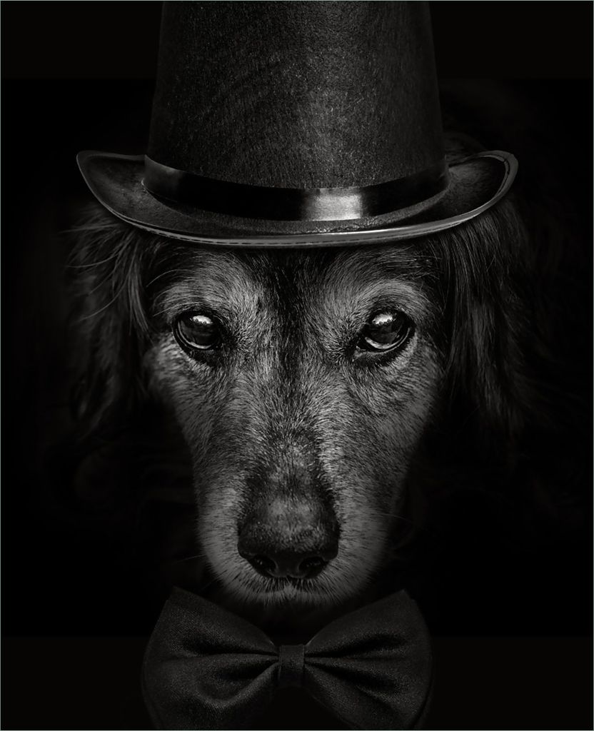 Wallario Magnet für Kühlschrank / Geschirrspüler, magnetisch haftende Folie - 60 x 80 cm, Motiv: Eleganter Hund mit Zylinder in schwarz-weiß