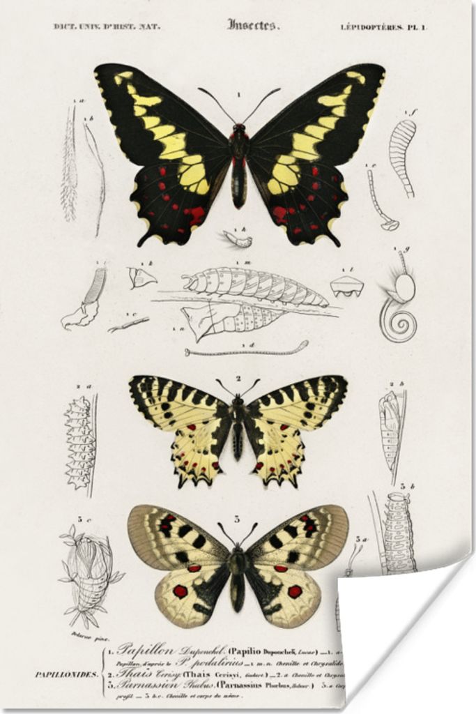 MuchoWow Poster Schmetterling - Vintage - Insekten 120x180 cm - Kunstposter