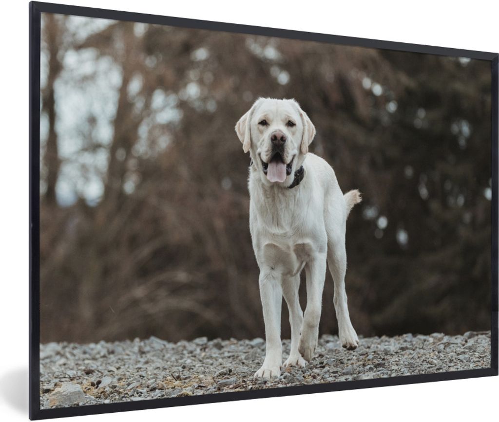 MuchoWow Gerahmtes Poster Ein weißer Labrador Retriever auf den Steinen 90x60 cm - Poster mit Schwarzem Bilderrahmen Wandposter Rahmen Foto Bild...