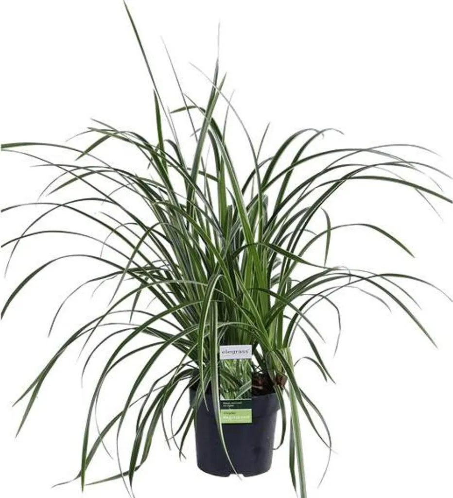 Plante couvre-sol Carex morrowii Ice Dance - Graminée décorative 30cm