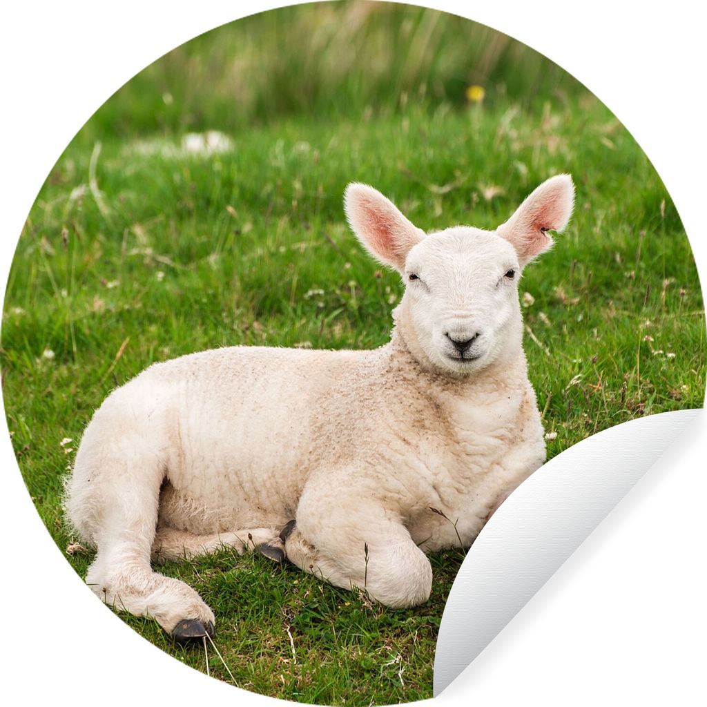 MuchoWow Runde Wandtattoo - Wandsticker Tapete Aufkleber Schafe - Tiere - Lamm Ø 50 cm Selbstklebend und Repositionierbar - Wandaufkleber - Krei...