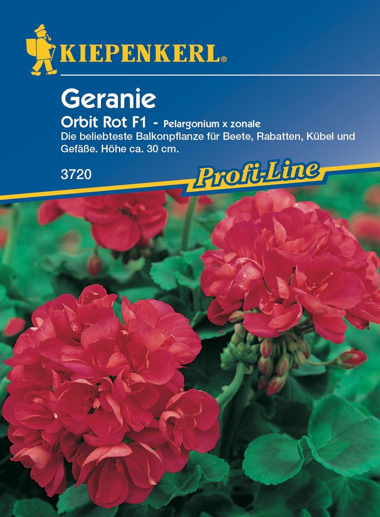 KIEPENKERL Pelargonium Zonale rot