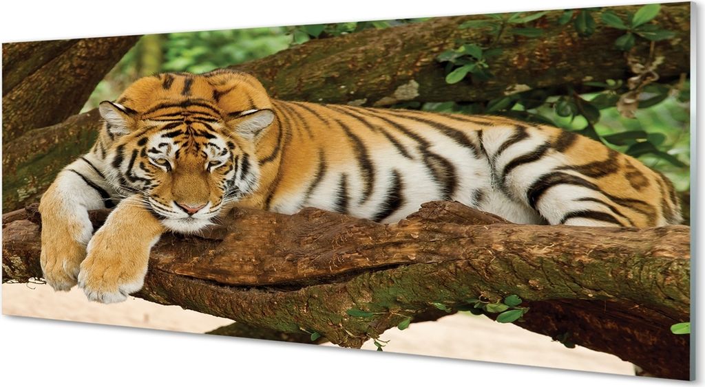 Glasbilder 125x50 Wandkunst Tiger Baum