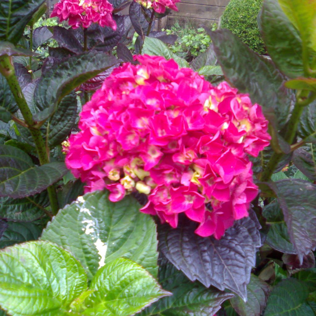 2 x Hortensie 'Merveille Sanguine' - Hydrangea macrophylla 'Merveille sanguinea' | 25-30 cm in Container