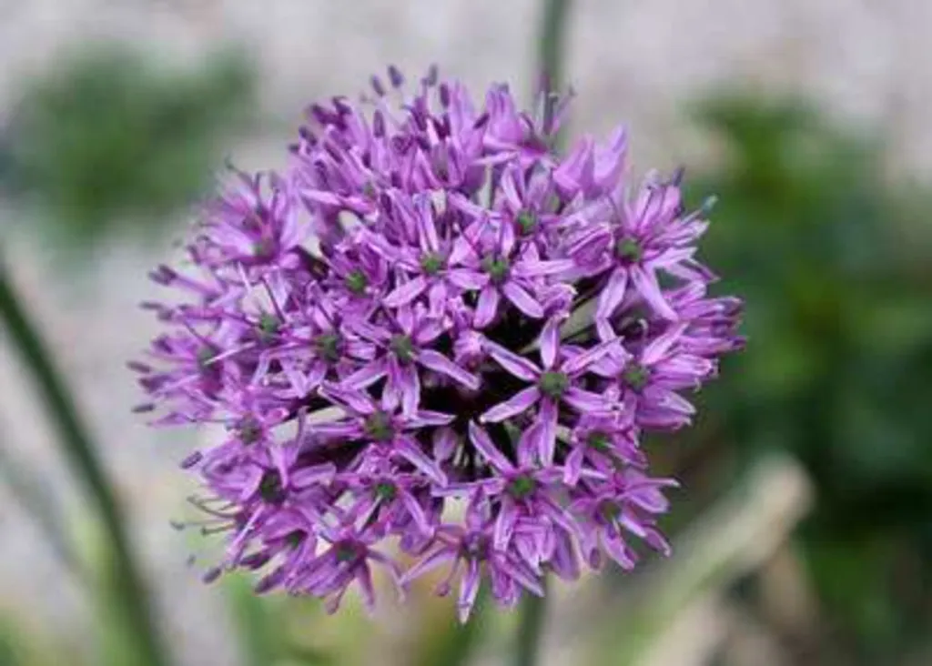 Aménager un jardin structuré avec 25 Bulbes Allium Gladiator Géants