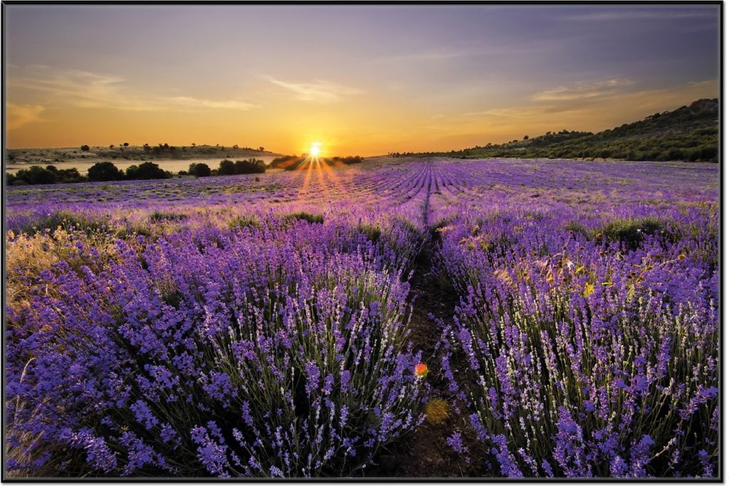 Wallario Wandbild Sonnenuntergang über dem Lavendel, Größe: Produktbild 
