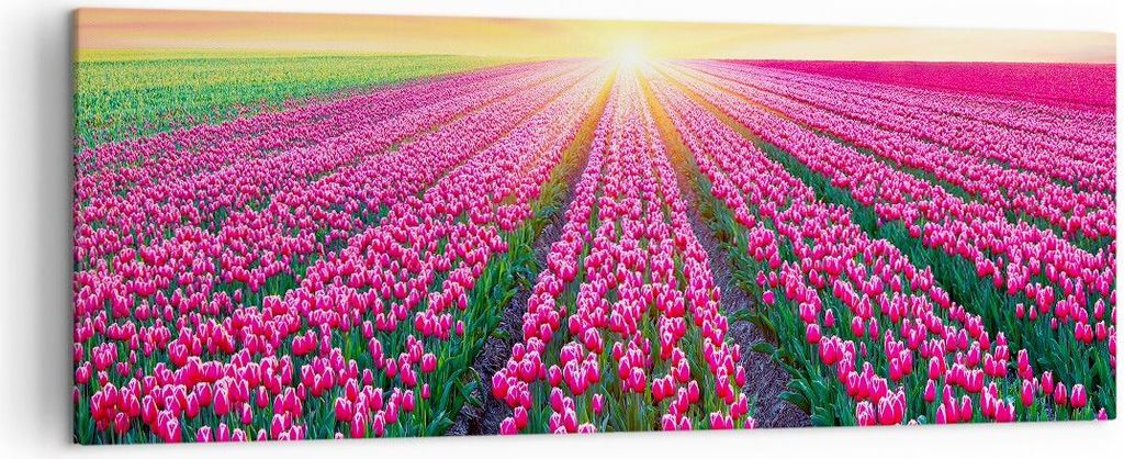 Bild auf Leinwand - Leinwandbild - Wiese Tulpen Sonnenuntergang Frühling - 140x50cm - Wand Bild - Wanddeko - Leinwanddruck - Bilder - Kunstdruck -...