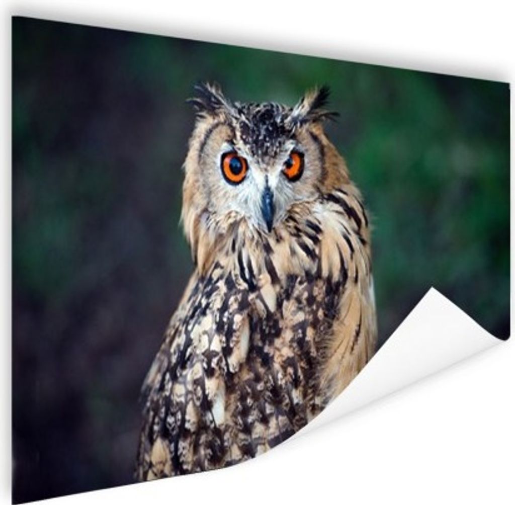 MuchoWow Poster Uhu 180x120 cm - Fotoplakat