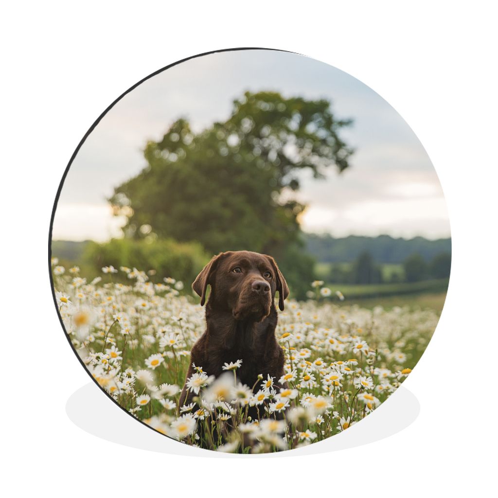 MuchoWow Aluminium Wandkreis Hund - Blumen - Wiese Ø 90 cm Wanddeko Modern Wohnzimmer - Mauerkreis - Wandbilder - Runde Bild - Bild aus Aluminiu...