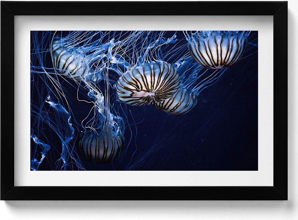 Blaue Quallen im Wasser– Wandbild mit Rahmen – Gerahmtes Bild – Wanddekoration – 30x20 cm – Schwarz Rahmen