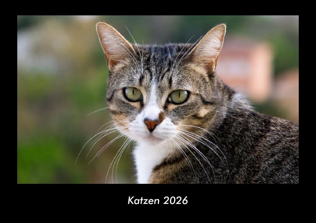 Katzen 2026 Fotokalender - Querformat DIN A3, Monatskalender mit Bild-Motiven von Haustieren, Bauernhof, wilden Tieren und Raubtieren