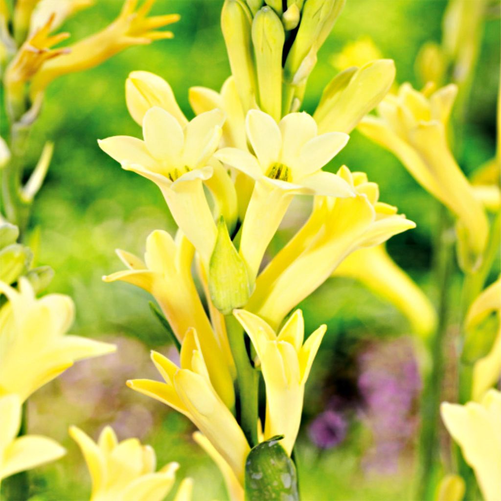 Tuberose Blumenzwiebel Polianthes Tuberosa Duft-Tuberose Produktbild 
