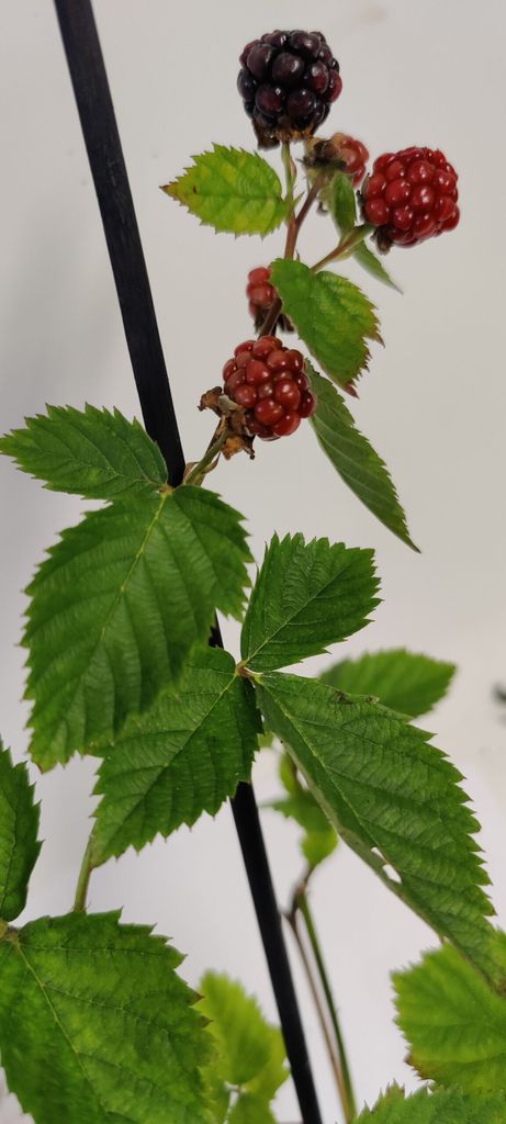 Set mit 4 Brombeeren Rubus fruticosus Kaufland.de