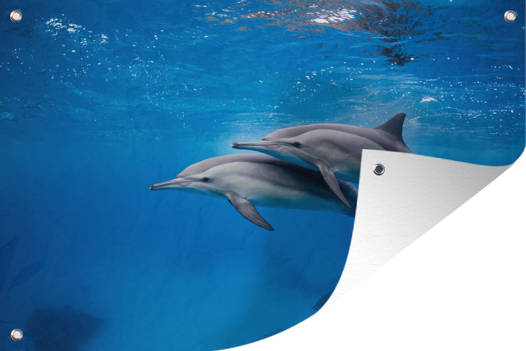 MuchoWow 60x40 cm Outdoor-Poster Gartendeko Sichtschutz Garten Poster für den Garten Delfin - Meer - Ägypten