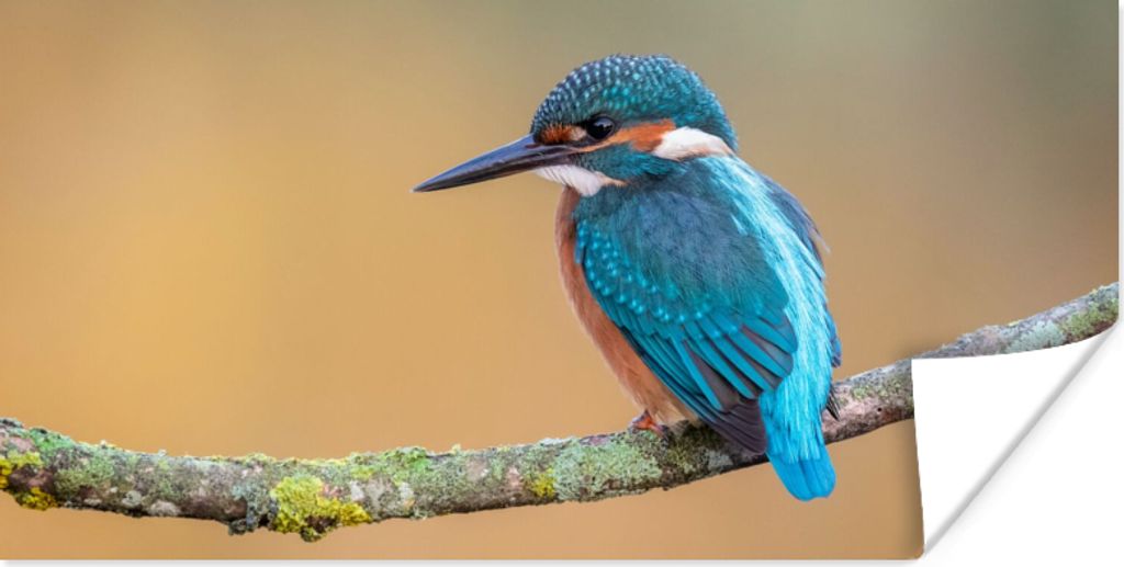 MuchoWow Poster Vogel - Eisvogel - Tiere - Zweig 80x40 cm - Wanddeko