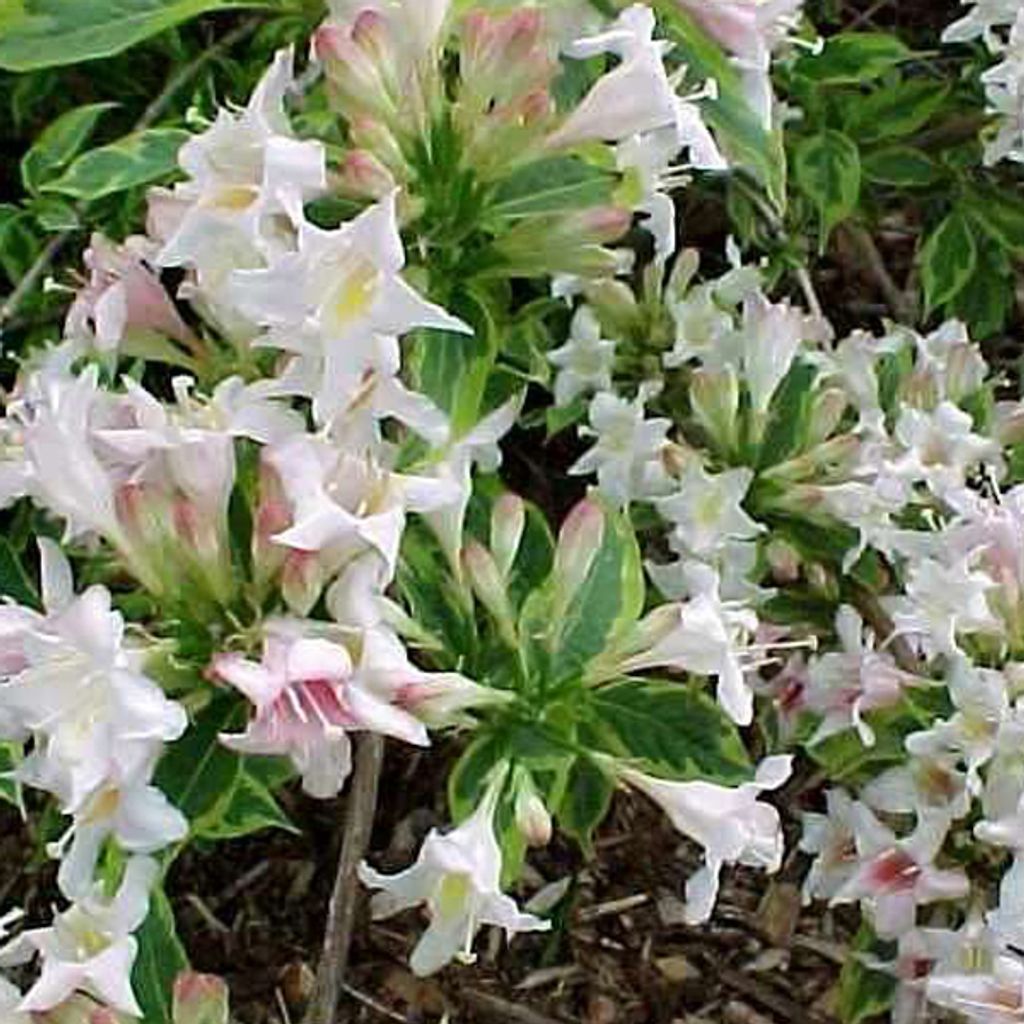 2 x Buntblättrige Weigelie - Weigela 'Nana Variegata' | 30-40 cm in Container