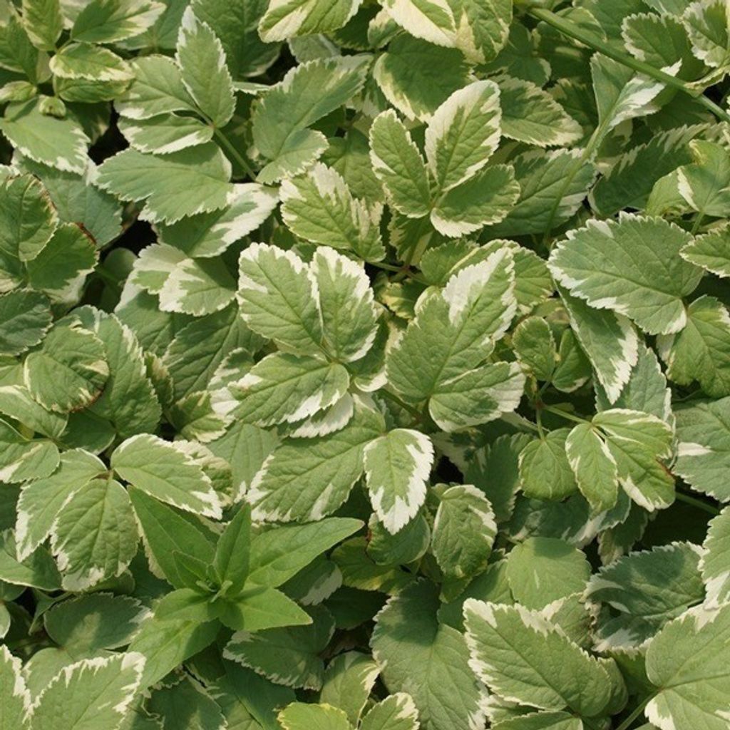 6 x Weissbunter Giersch - Aegopodium podagraria 'Variegatum' | Topf 9cm x 9cm