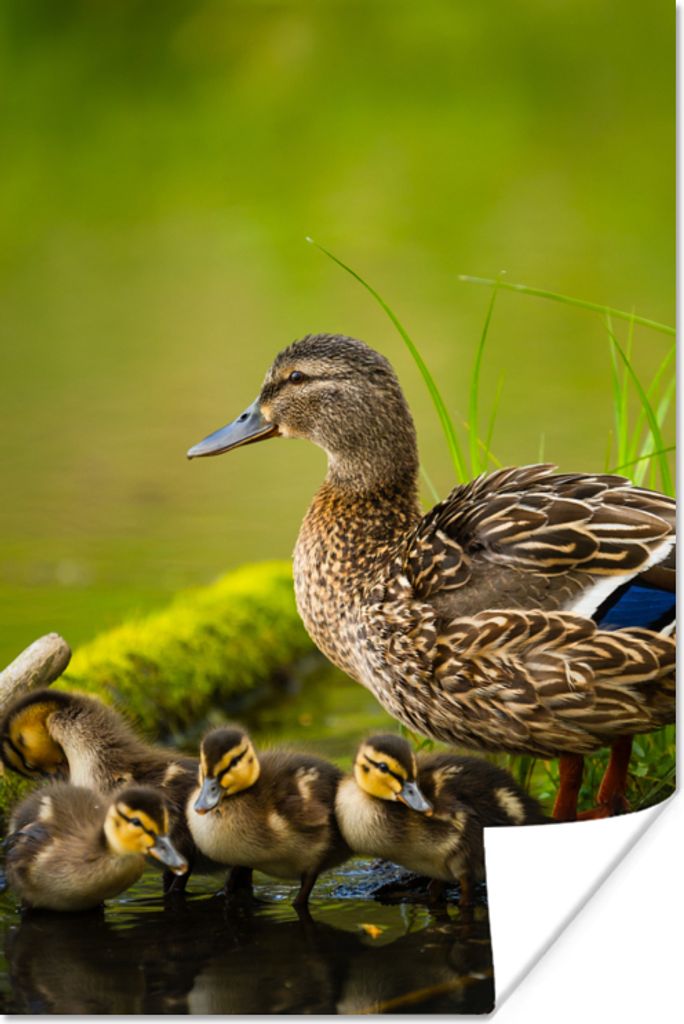 MuchoWow Poster Ente - Vögel - Wasser - Zweig - Moos 40x60 cm - Plakate für die Wand - Poster Babyzimmer
