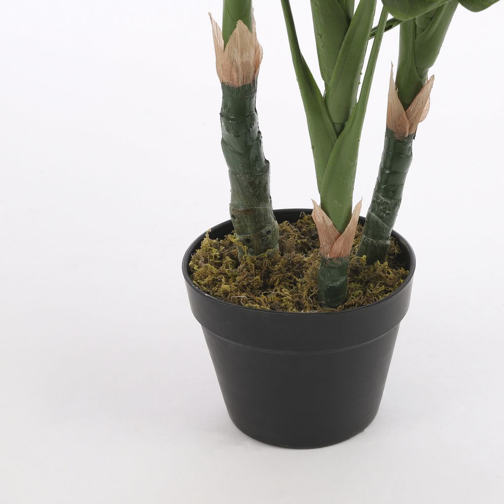 philodendron 'shangri la' Philodendron Shangri La Feel Green | 45cm main image 0