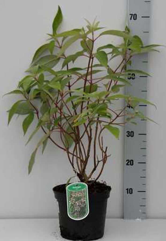 Hydrangea villosa - Hortensien 25- 30 cm Container