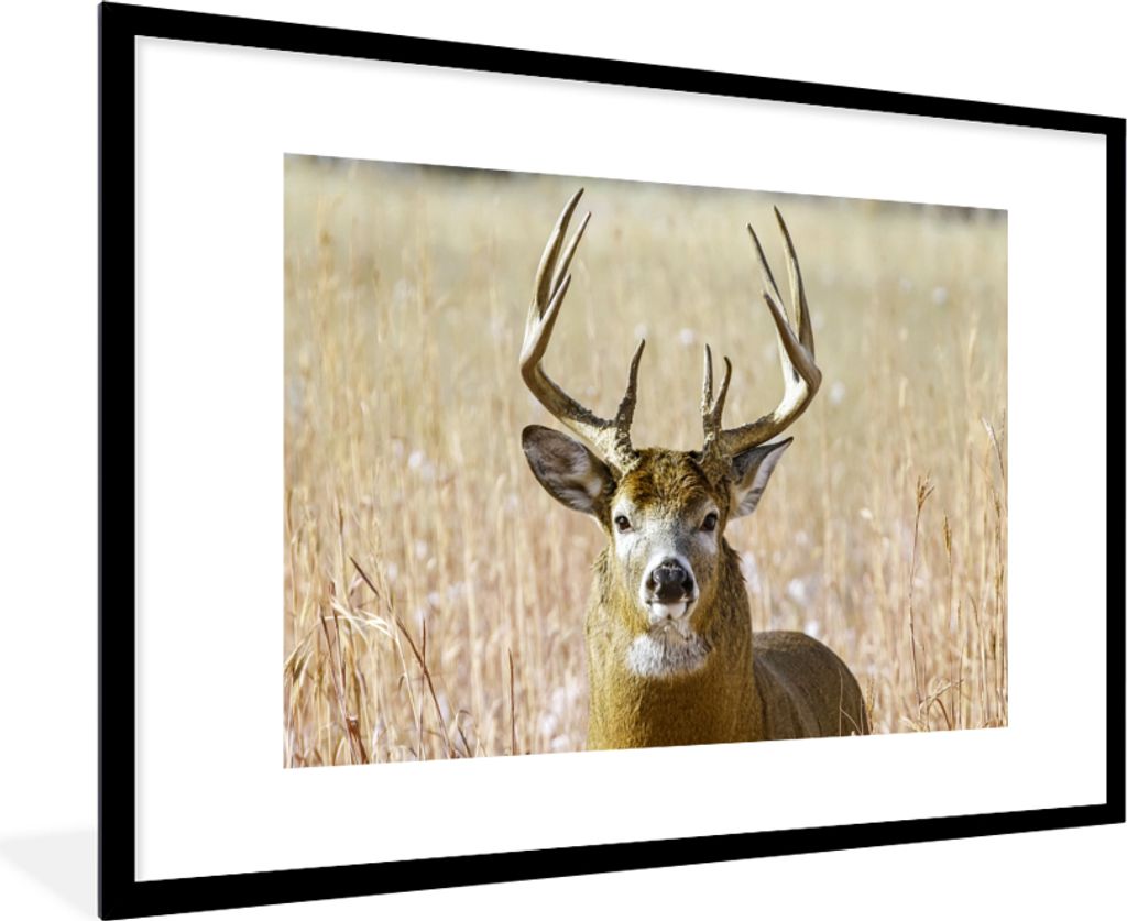 MuchoWow Gerahmtes Poster Hirsche - Gras - Herbst - Tiere - Natur - Geweih 90x60 cm - Poster mit Schwarzem Bilderrahmen Wandposter Rahmen Foto Bi...