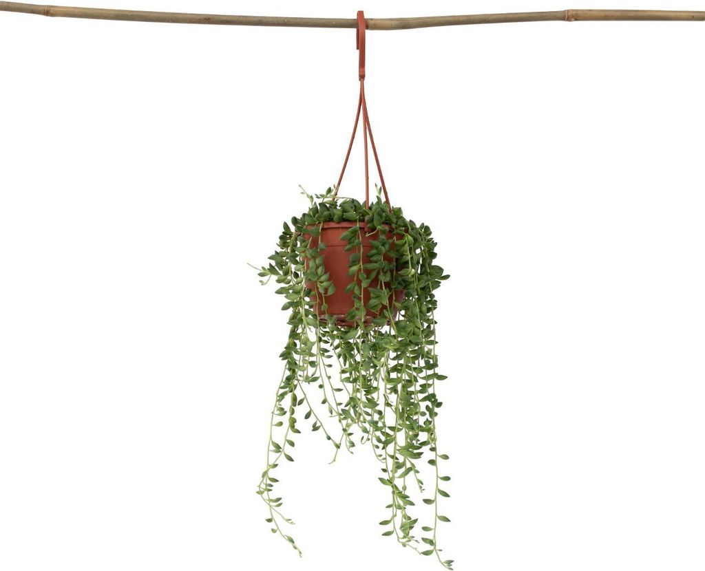 Erbsenpflanze - Senecio rowleyanus - Höhe 10-20cm - ⌀12cm Produktbild 