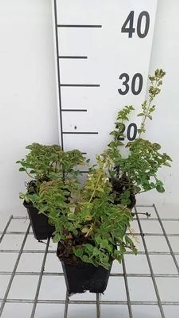 Origanum vulgare Hot & Spicy - Lot de 6 plants d'origan en pot 9x9 cm