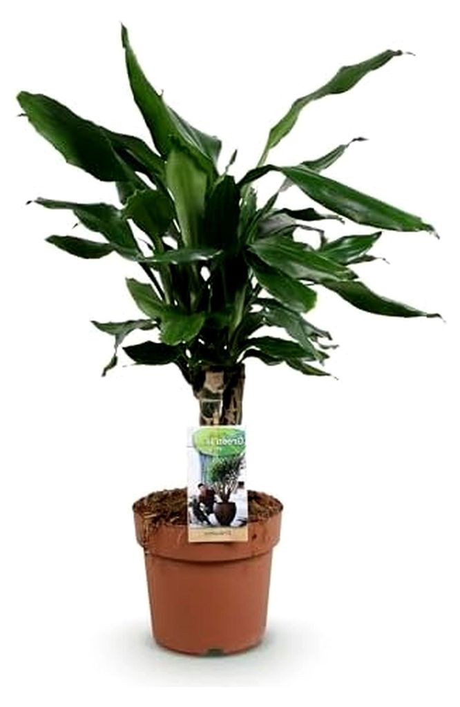 Zimmerpflanzen - Dracaena fragrans Steudneri - Drachenbaum - Pflegeleicht - Grün - 1 Pflanze - Topf 17cm - Höhe 50-55cm