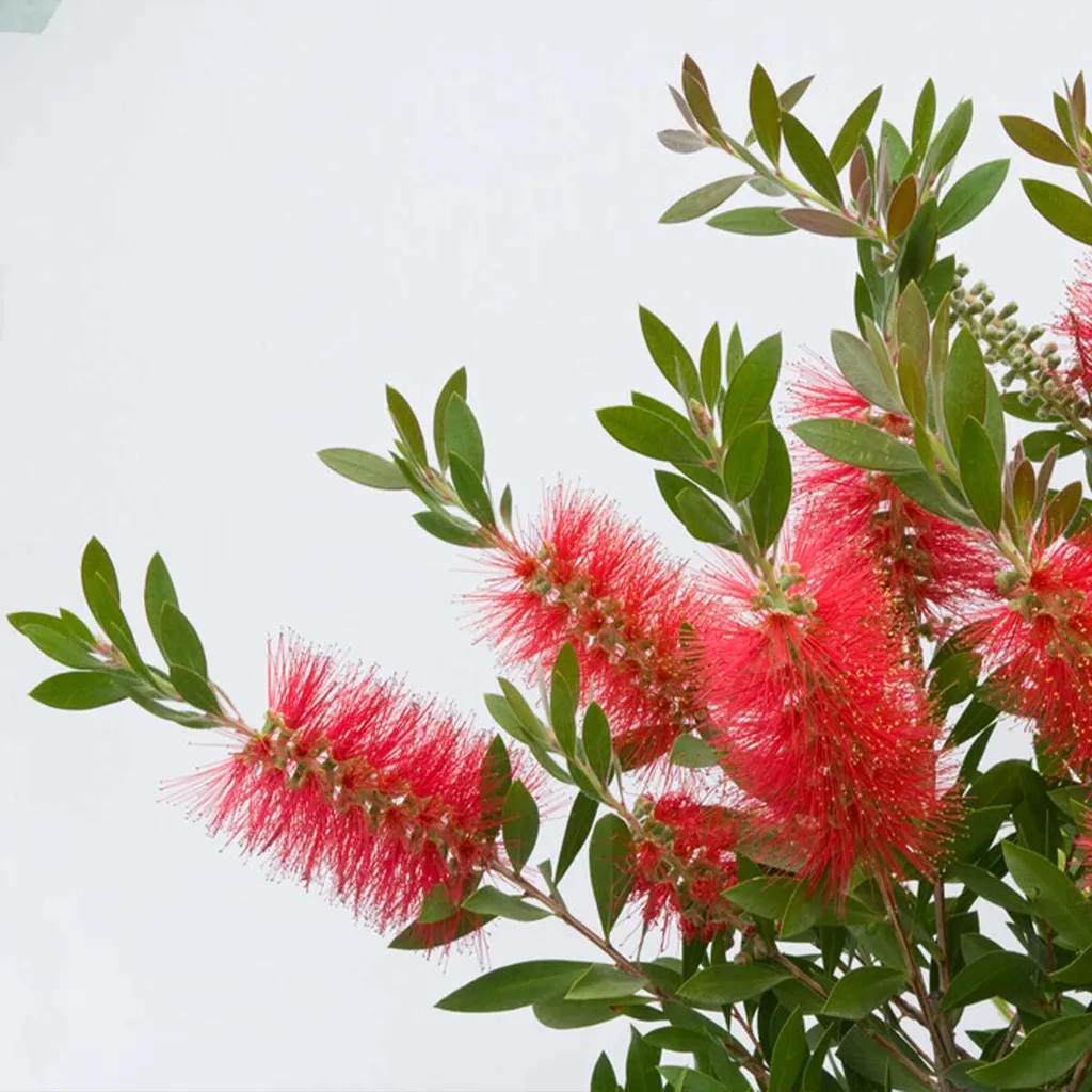 Callistemon Splendens à feuillage persistant, arbuste rouge de 100 cm - 4