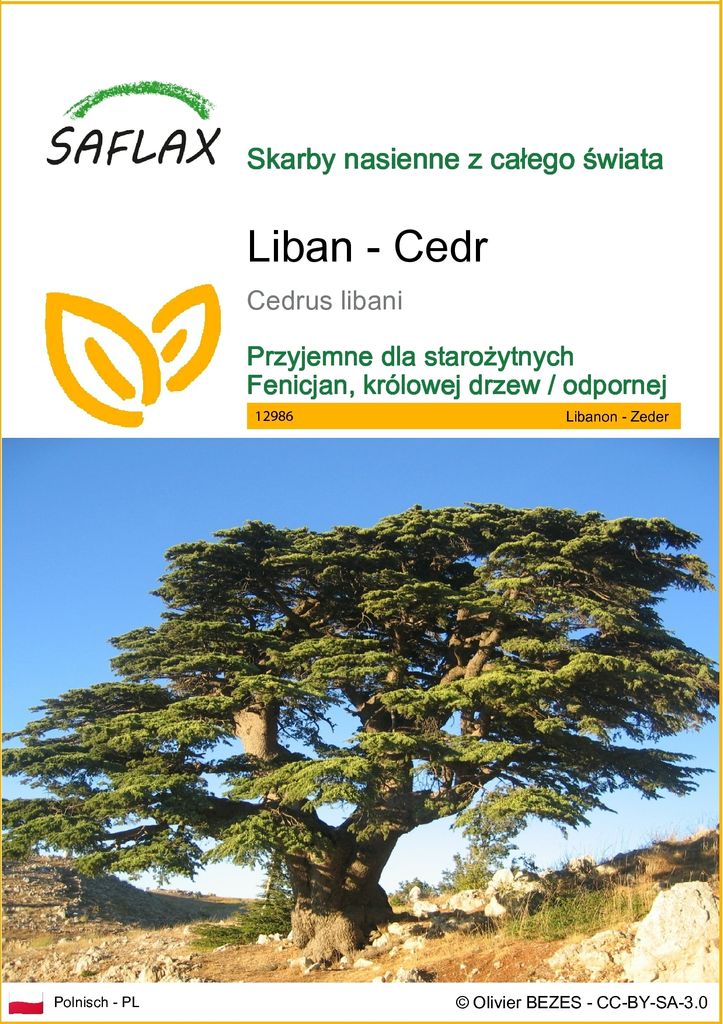 SAFLAX - Liban - Cedr - 20 Nasiona - Cedrus libani Zdjęcie produktu 
