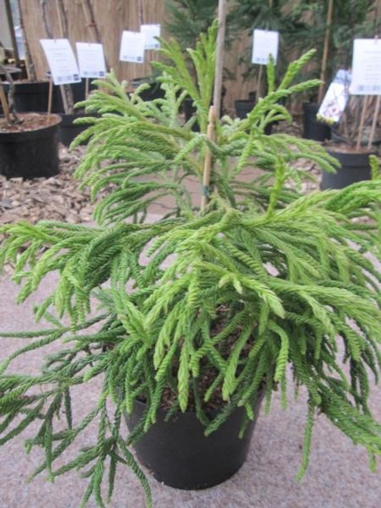 Japanische Sicheltanne Spiralis - Cryptomeria japonica - Produktbild 
