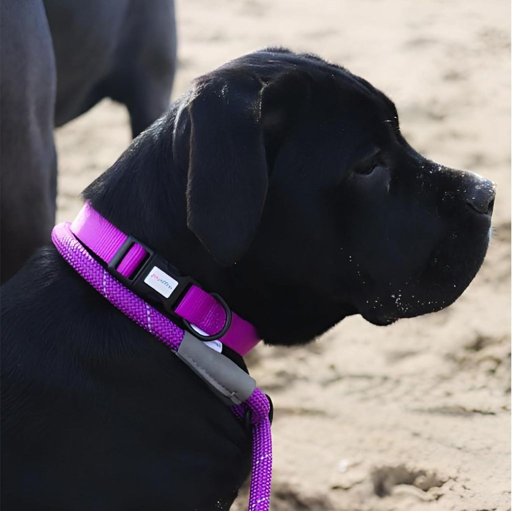 Reflektierende Hunde-Leine 1,13 m - Hohe Sichtbarkeit für Spaziergänge und Training