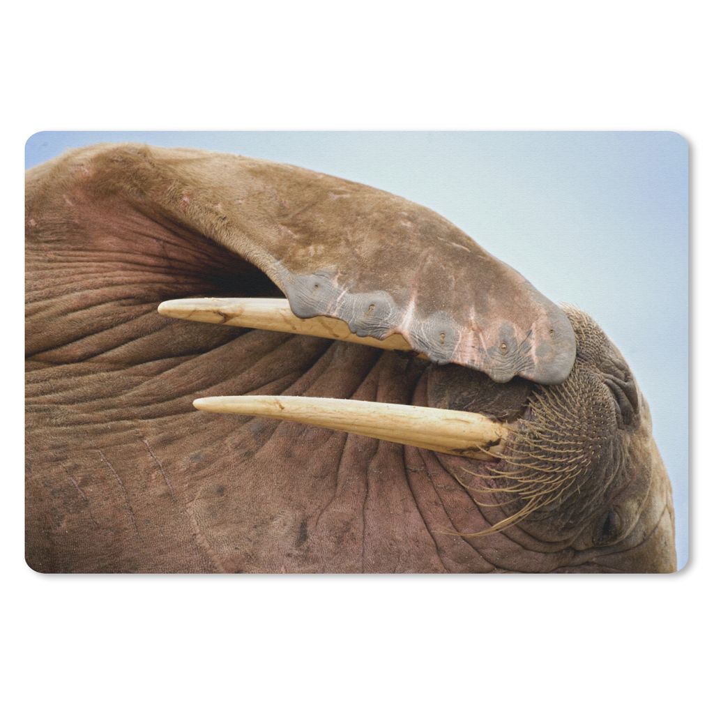 MuchoWow Schreibtischunterlage Walross - Tiere - Nahaufnahme 60x40 cm - XXL Mauspad - Großes Mauspad