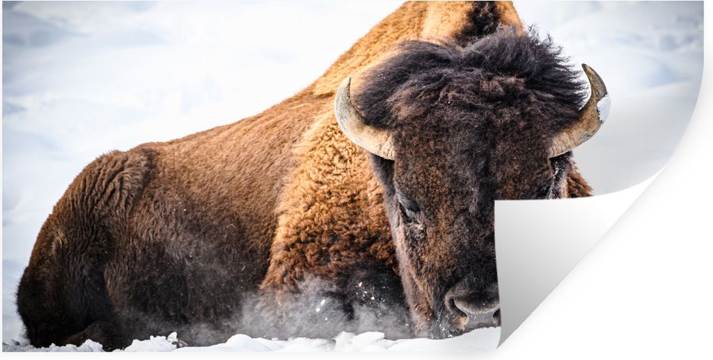 MuchoWow Wandtattoo Wandsticker Wandaufkleber Amerikanische Bisons im Winter 120x60 cm Selbstklebend und Repositionierbar - Sticker - Dekorfolie