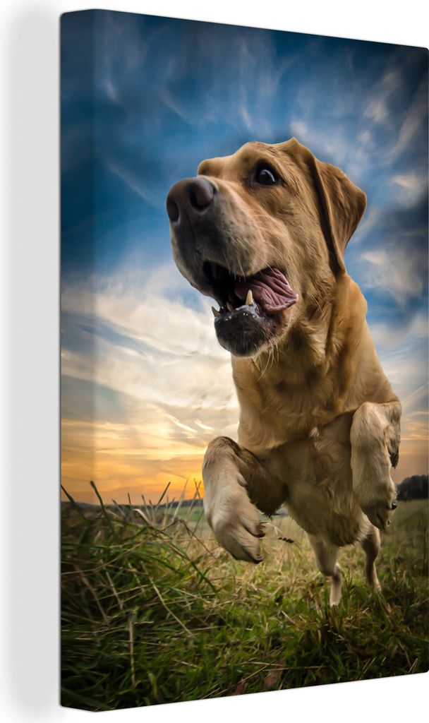 OneMillionCanvasses - Leinwandbilder - 90x140 cm, Bunter Himmel über diesem Labrador Retriever, Wandbilder Kunstdruck Wanddekoration - Foto auf ...