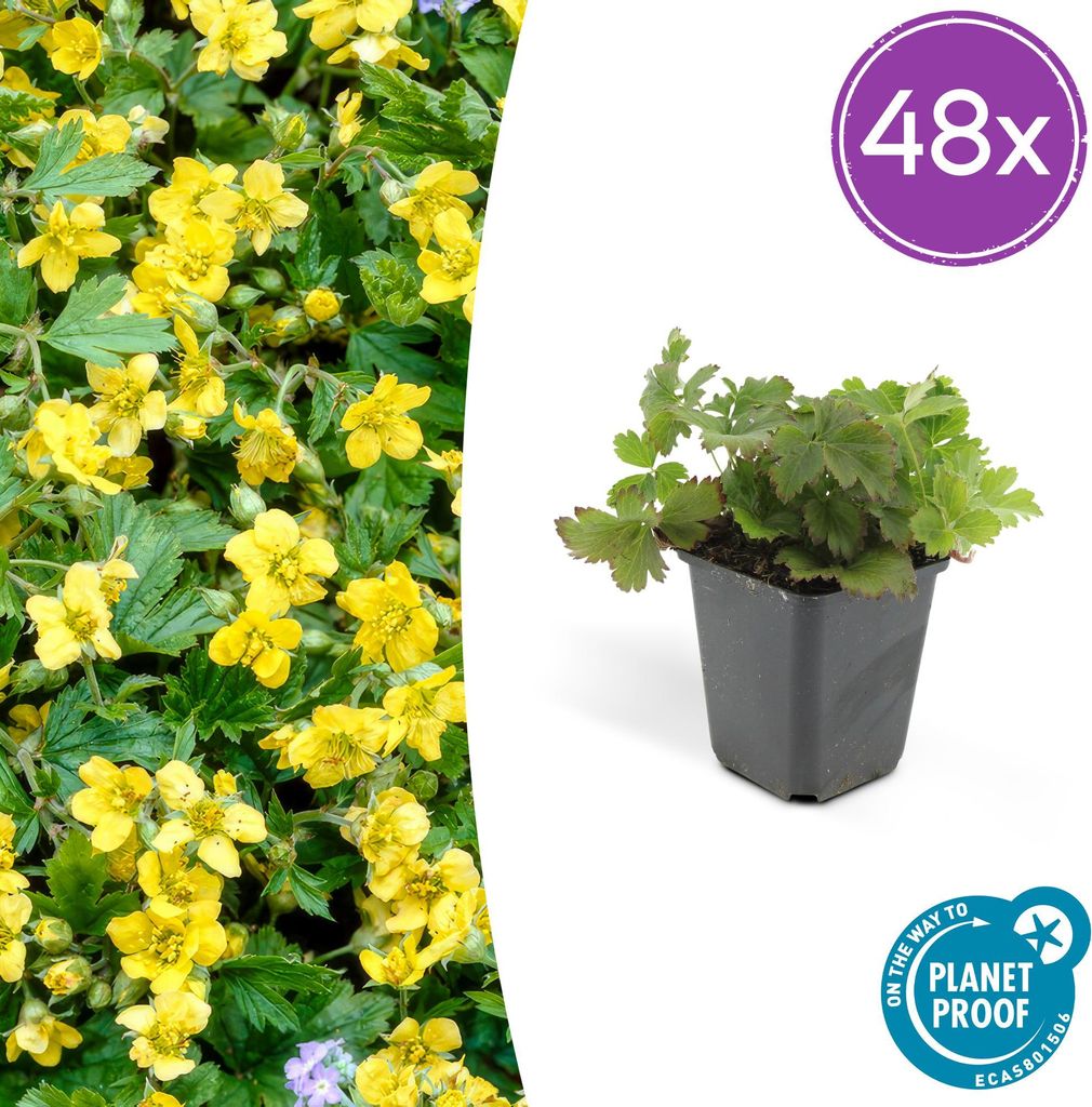 Waldsteinia ternata – Bodendecker Ø9cm – Höhe 10-25cm – Gelbe Blüten im Frühling – Pflegeleichte Gartenpflanze für Sonne & Schatten ...