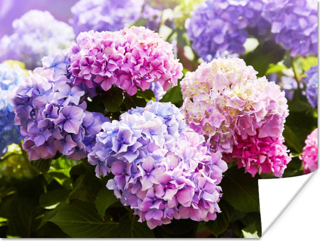 MuchoWow Poster Blumen - Hortensie - Rosa - Blätter - Sonne 40x30 cm - Plakate für die Wände - Poster Wohnzimmer
