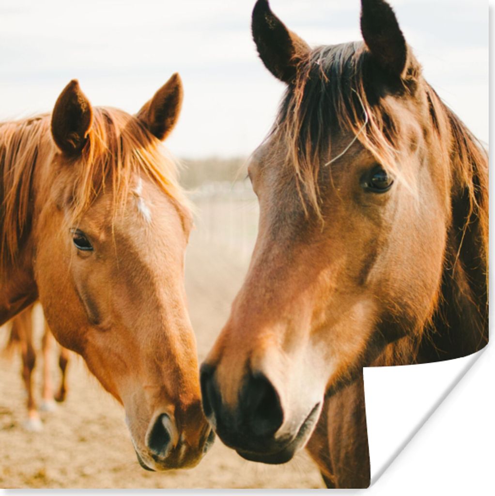 MuchoWow Poster Pferd - Strand - Tiere 30x30 cm - Wandposter - Printing