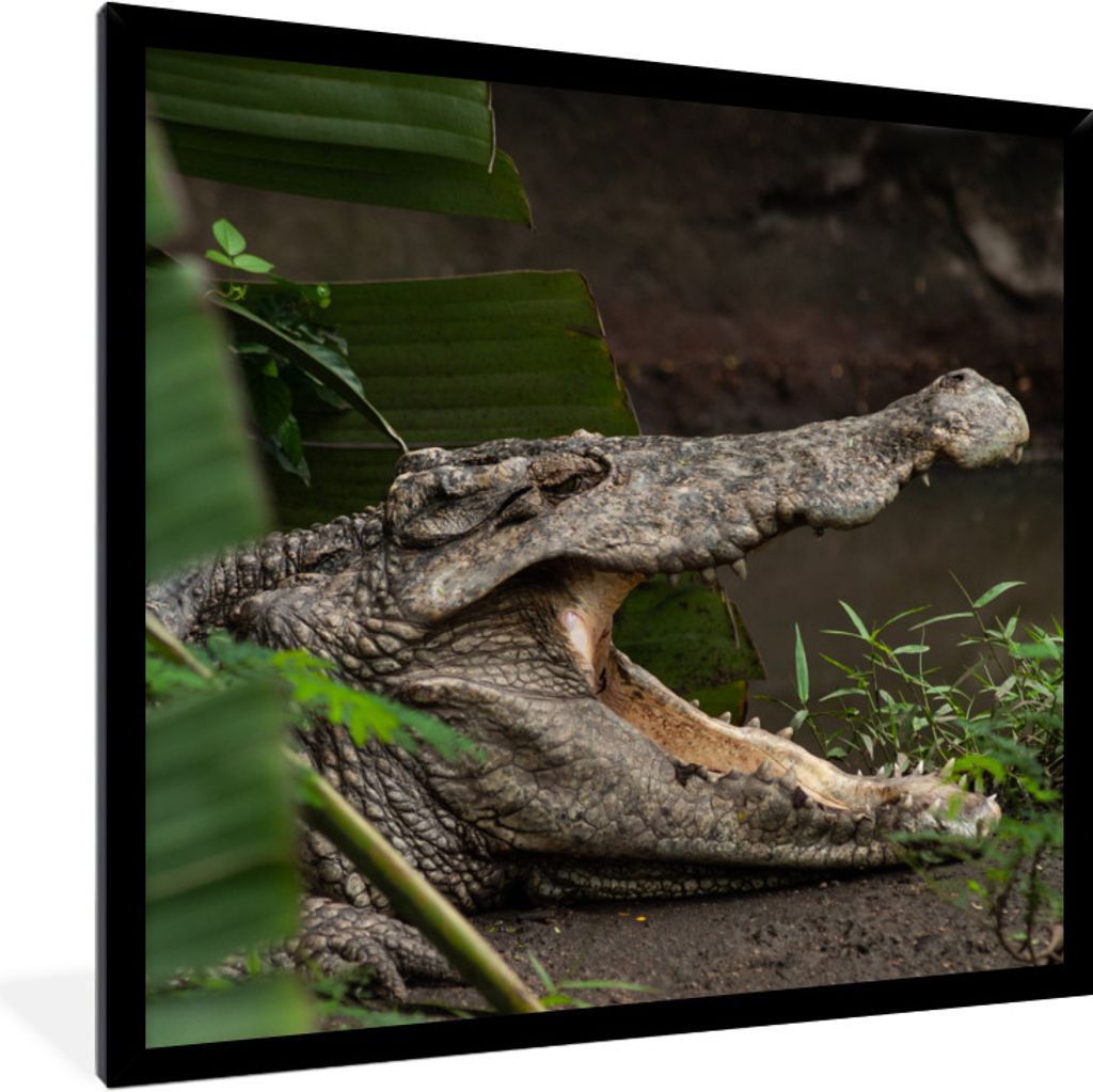 MuchoWow Gerahmtes Poster Krokodil mit offenem Maul 40x40 cm - Poster mit Schwarzem Bilderrahmen Wandposter Rahmen Foto Bilder - Mit Rahmen - Wan...