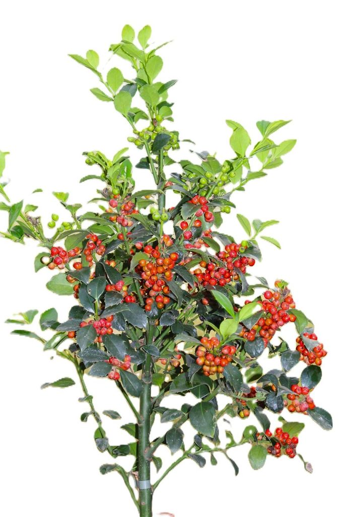 Stechpalme Ilex Heckenfee Hochstamm 80 - 100 cm Ilex Produktbild 