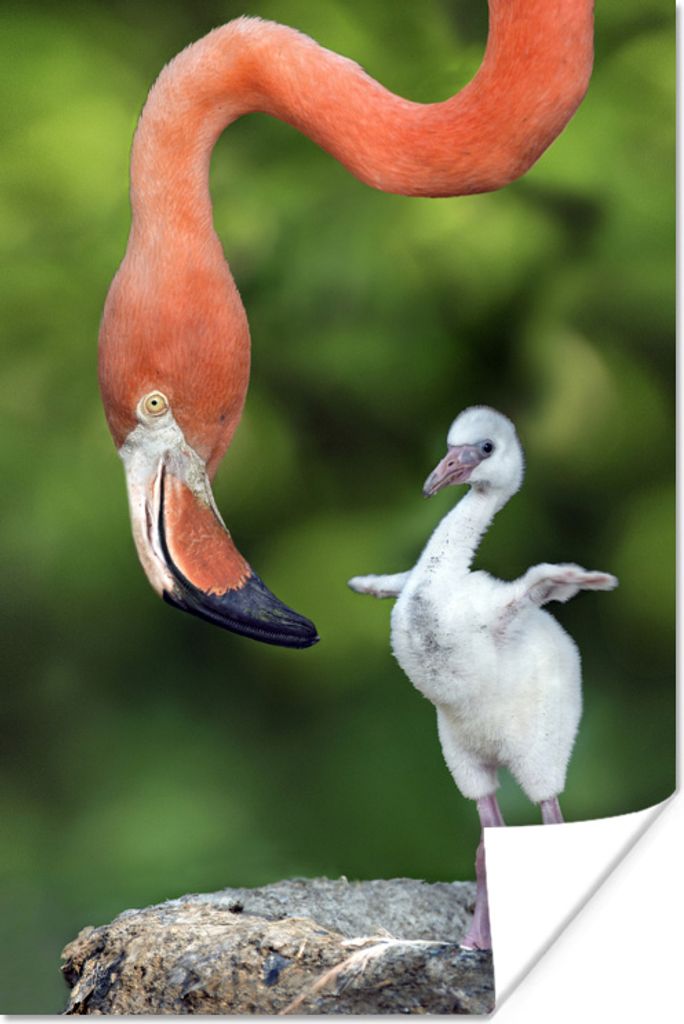 MuchoWow Poster Flamingo mit Küken 20x30 cm - Papierdruck