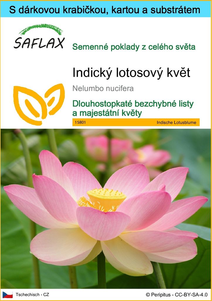 SAFLAX Dárková sada - Indický lotosový květ - Nelumbo Obrázek produktu 
