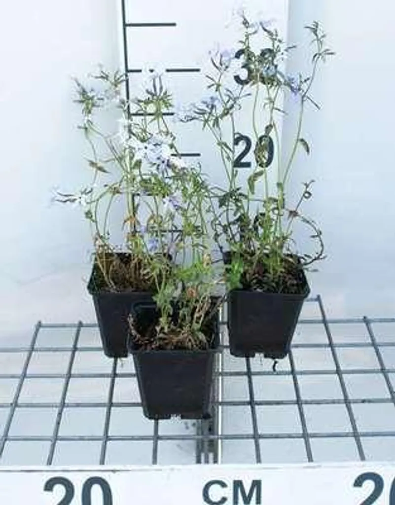 Plantes vivaces Phlox divaricata Clouds of Perfume - Lot de 6 Godets