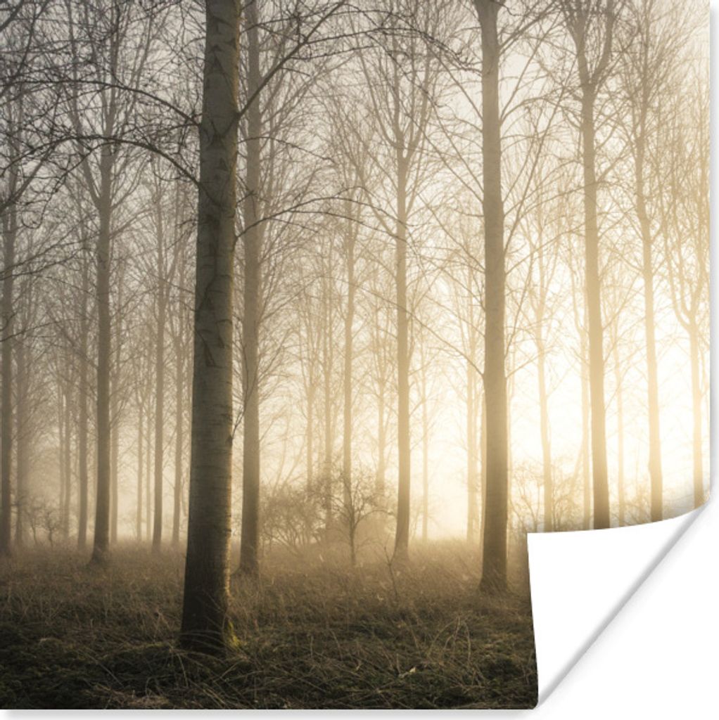 MuchoWow Poster Wald - Sonne - Nebel 100x100 cm - Babyzimmer
