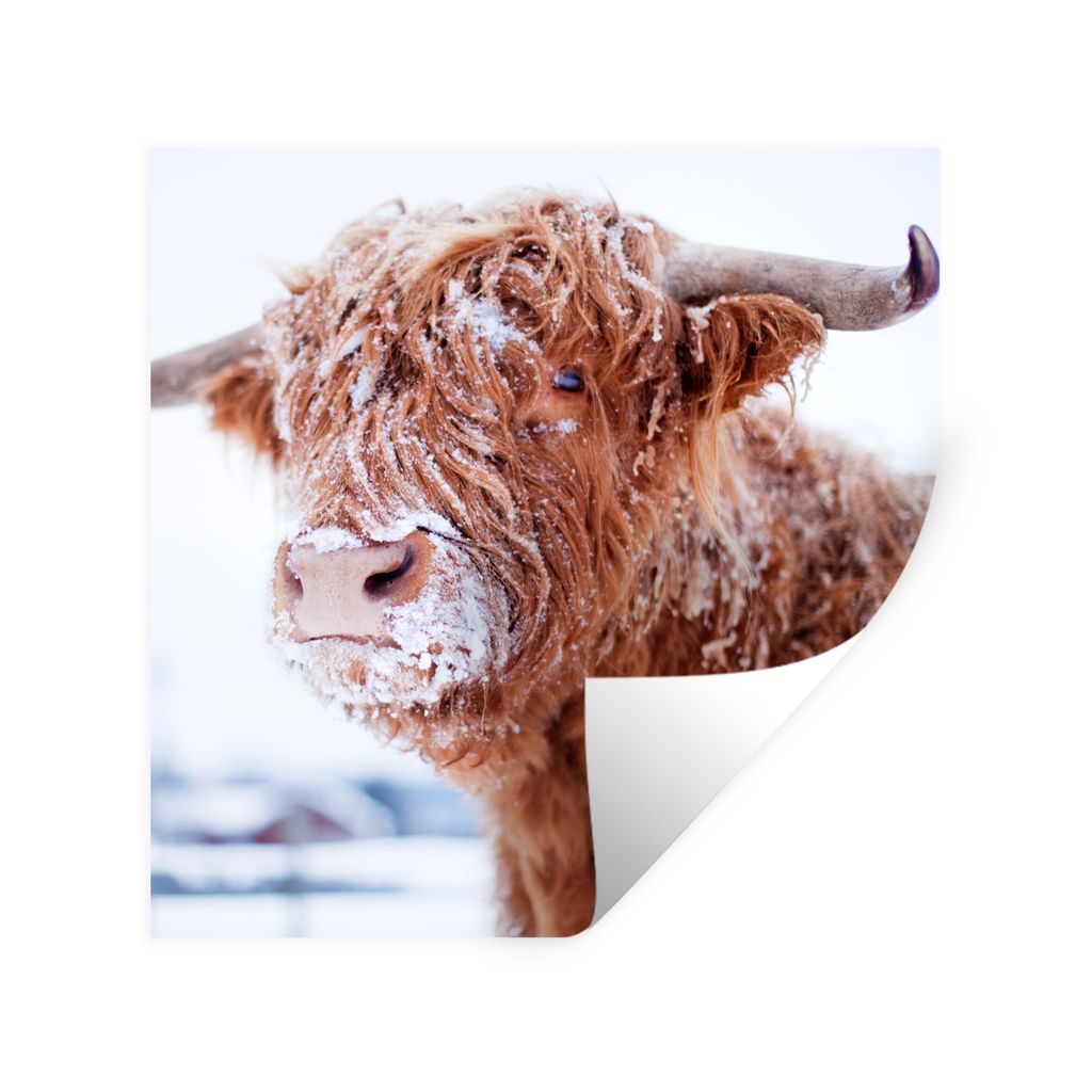 MuchoWow Wandtattoo Wandsticker Wandaufkleber Schottischer Highlander - Schnee - Braun 50x50 cm Selbstklebend und Repositionierbar - Selbstkleben...