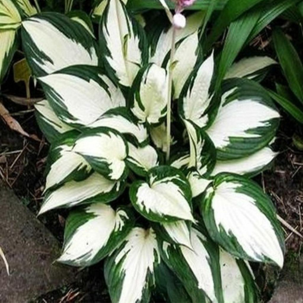 Funkie Hosta Knolle Zierblätter Staude Schattenpflanzen Funkie Amazone 1 St.
