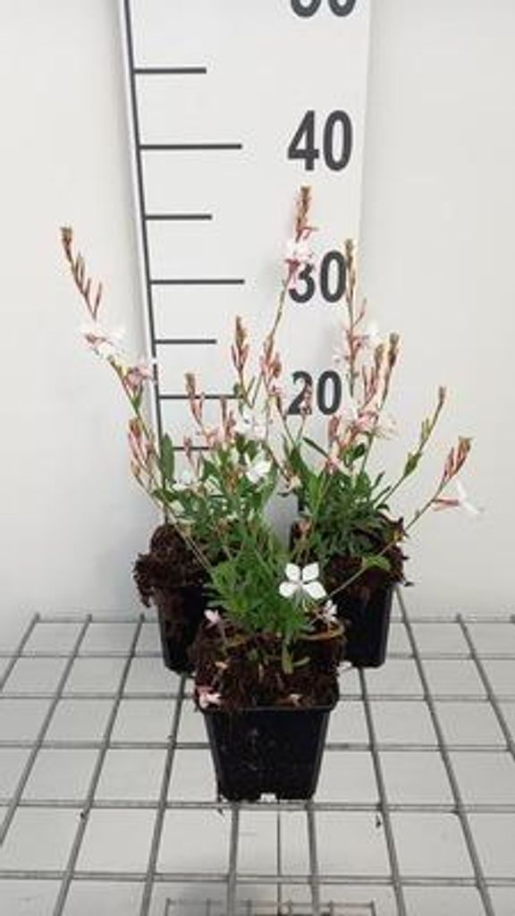6 x Gaura lindh. 'Snowstorm' (oenothera lindh.) - Gaura - Topf 9 x 9 cm