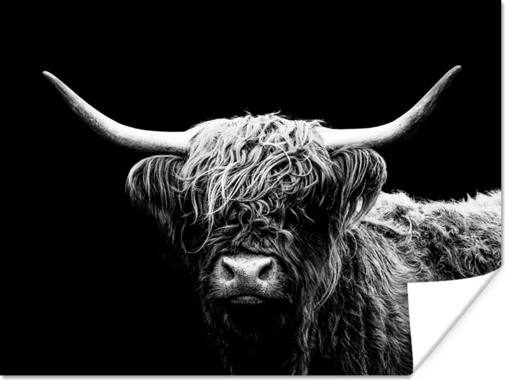 MuchoWow Poster Schottischer Highlander - Kuh - Schwarz - Weiß - Tiere 120x90 cm - Wandbild