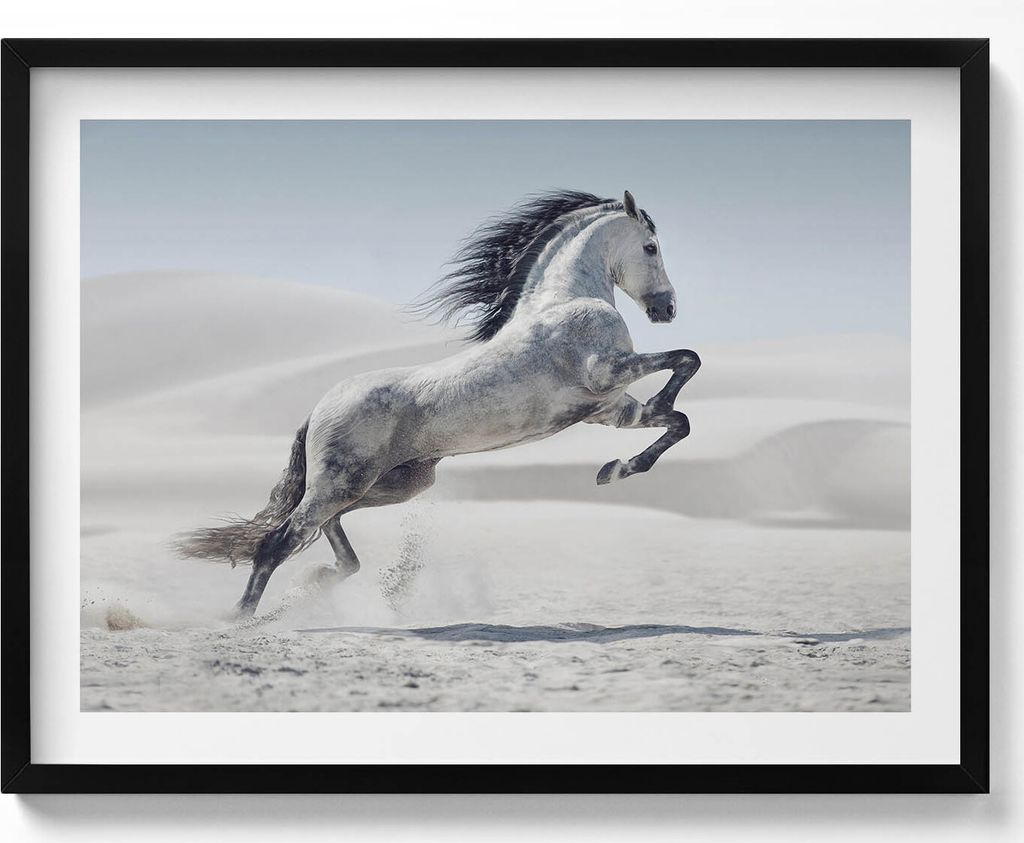 Galoppierendes weißes Pferd– Wandbild mit Rahmen – Gerahmtes Bild – Wanddekoration – 80x60 cm – Schwarz Rahmen