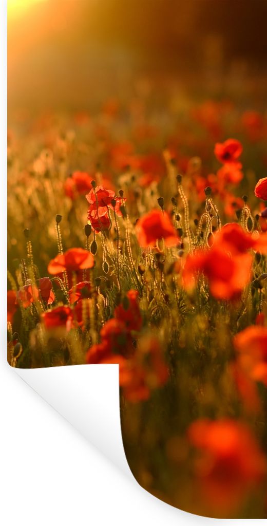 MuchoWow Wandtattoo Wandsticker Wandaufkleber Orangefarbenes Leuchten über den Mohnblumen auf dem Feld 80x160 cm Selbstklebend und Repositionier...